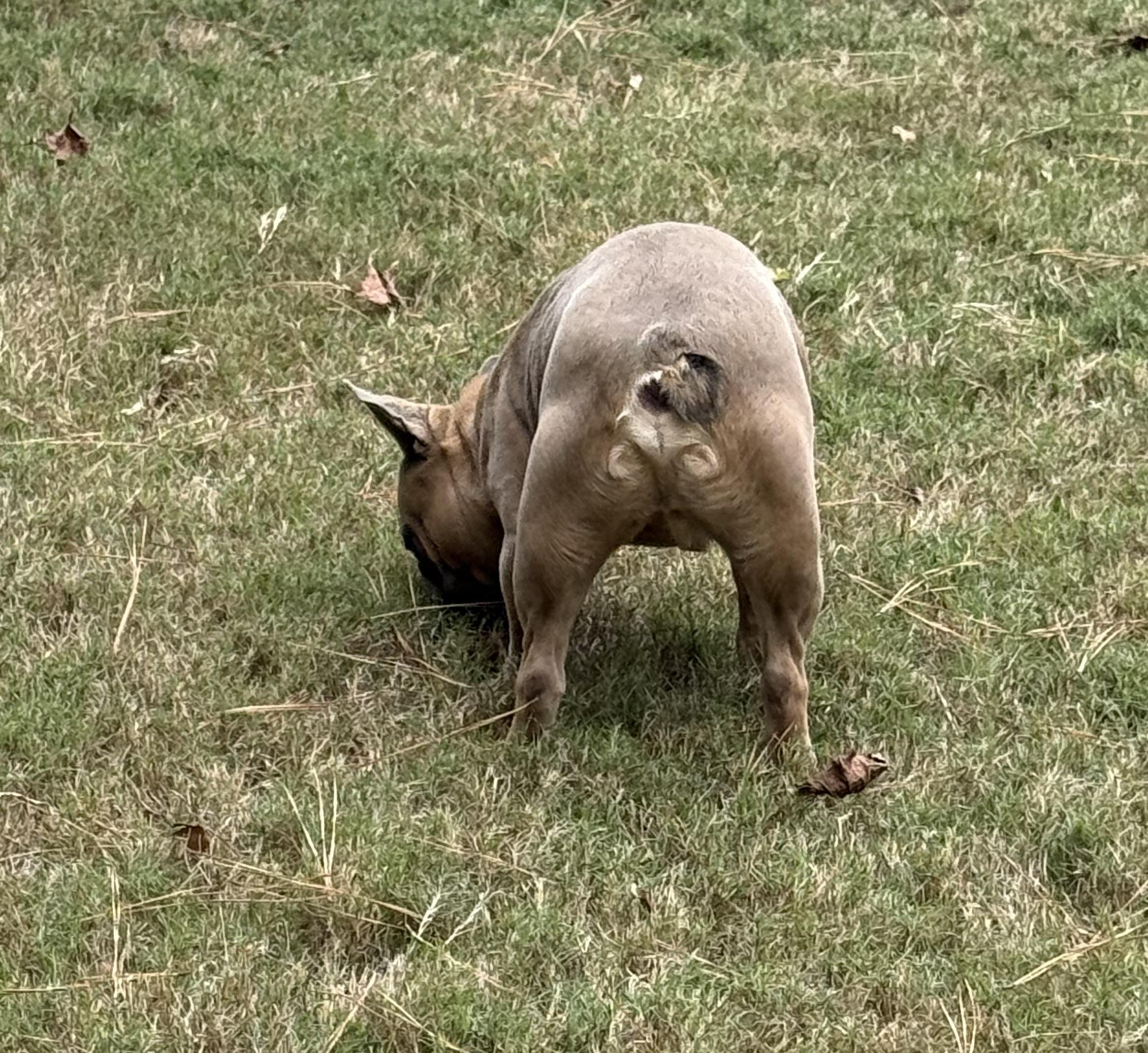 Sampson, a Adopted French Bulldog in Grayson, GA image 4/5