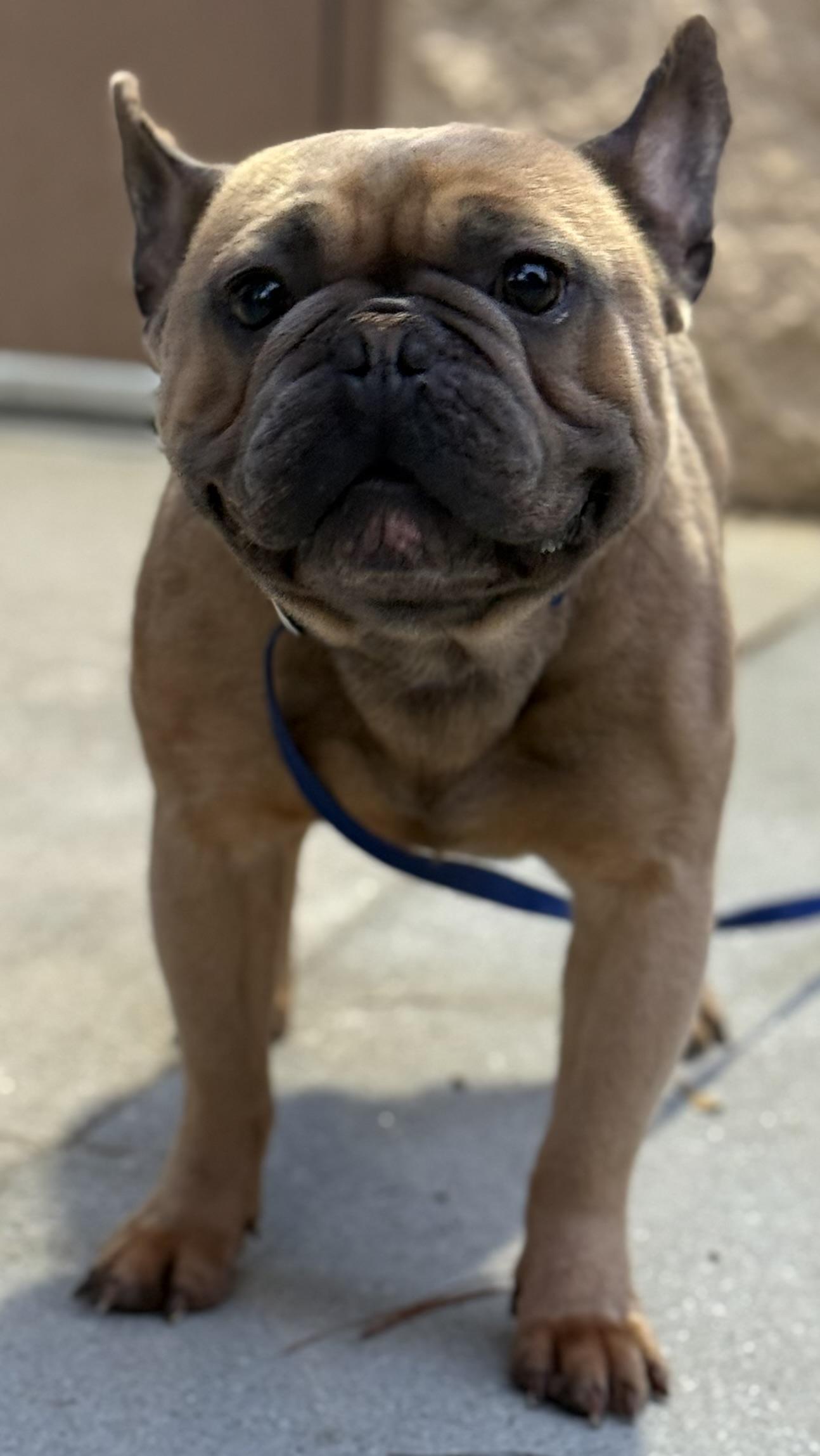 Sampson, a Adopted French Bulldog in Grayson, GA image 2/5