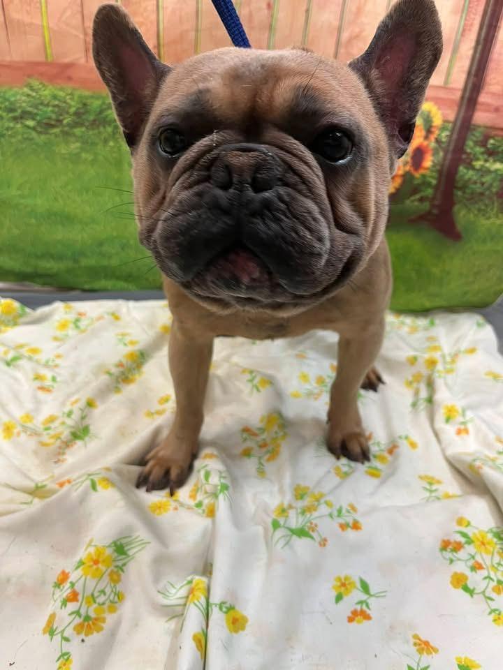 Sampson, a Adopted French Bulldog in Grayson, GA image 3/5