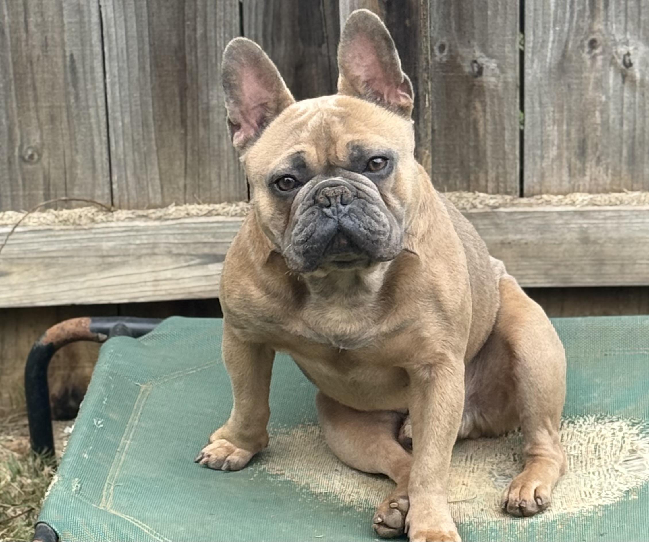 Sampson, a Adopted French Bulldog in Grayson, GA image 1/5