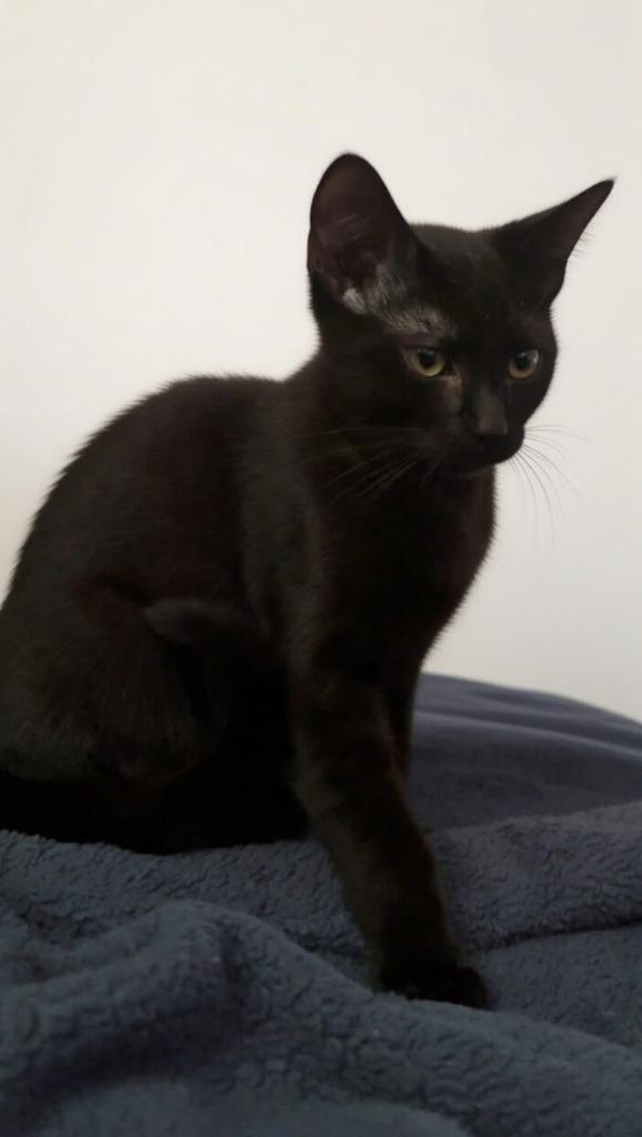 Bourbon, Adoptable, Kitten Male Domestic Short Hair.