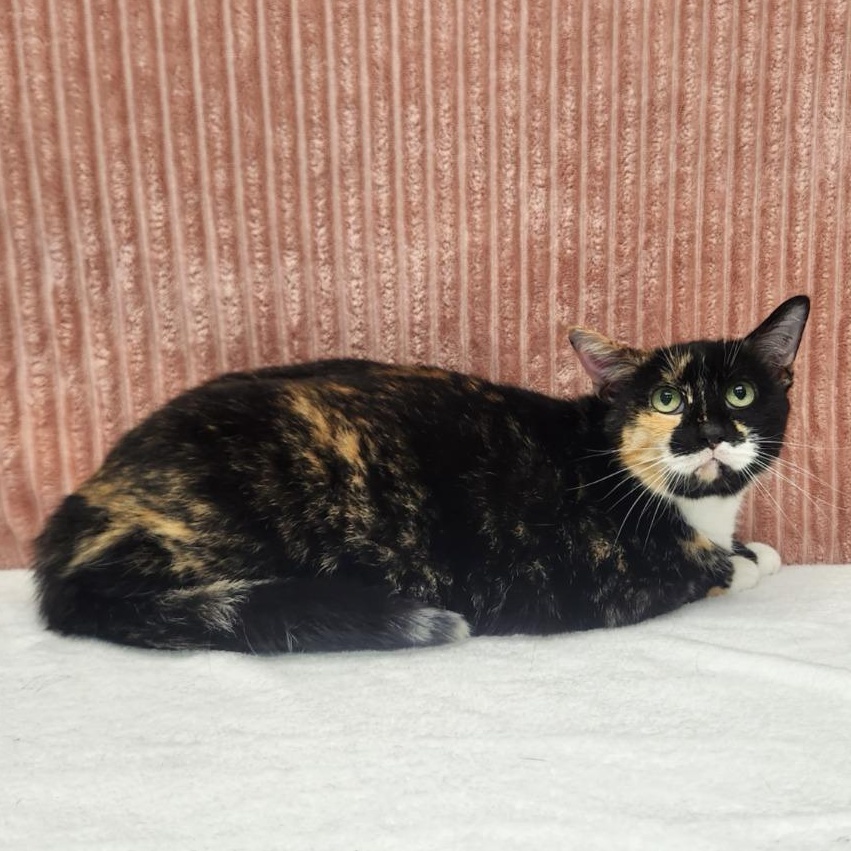 Pretty Girl, ADOPTABLE, Adult Female Domestic Medium Hair.