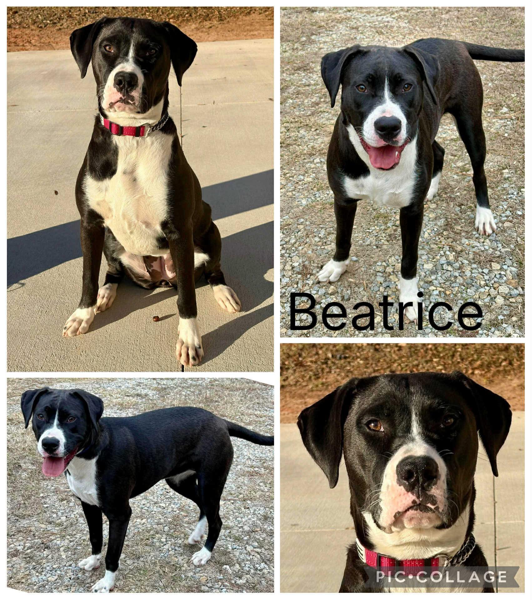 Beatrice, ADOPTABLE, Young Female Boxer & Labrador Retriever.
