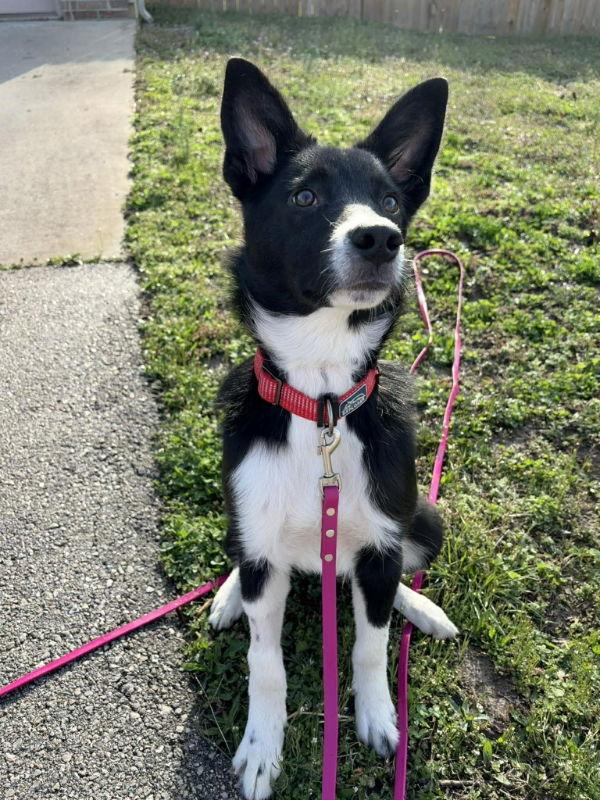 Stark, Adoptable, Puppy Male Australian Shepherd & Cattle Dog.