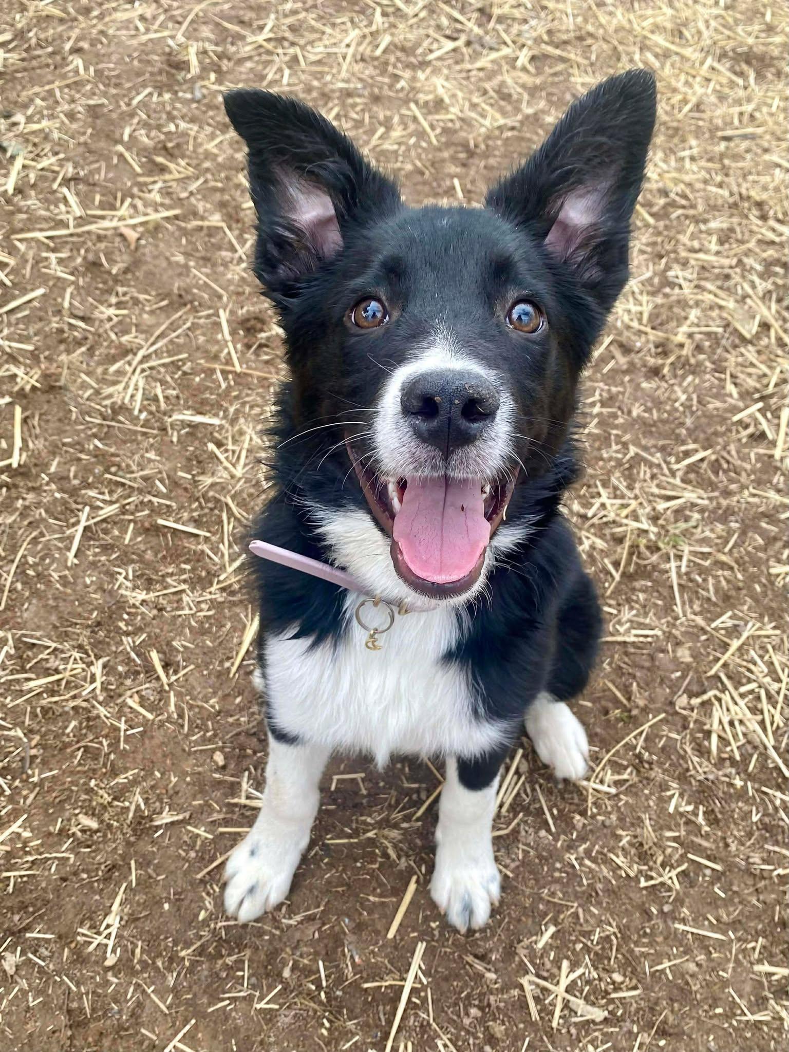 Enlarge Stark, a Adoptable mixed breed in Waynesville, MO image 2/3