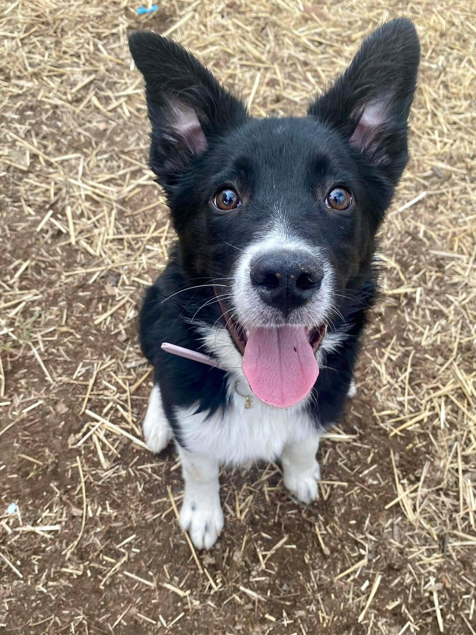 Enlarge Stark, a Adoptable mixed breed in Waynesville, MO image 3/3
