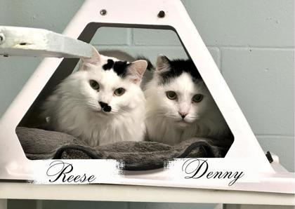 Denny, Adoptable, Senior Male Domestic Long Hair & Domestic Short Hair.