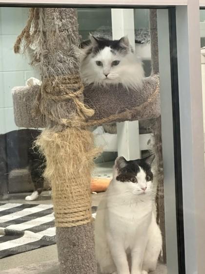 Enlarge Denny, a Adoptable mixed breed in Palm Coast, FL image 2/3