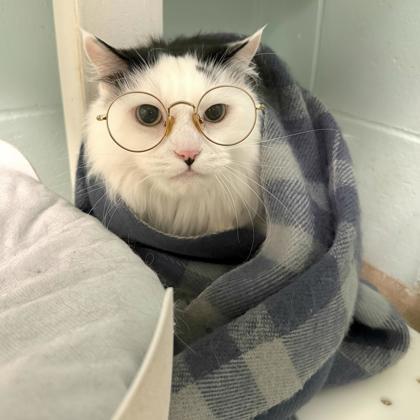 Enlarge Denny, a Adoptable mixed breed in Palm Coast, FL image 3/3