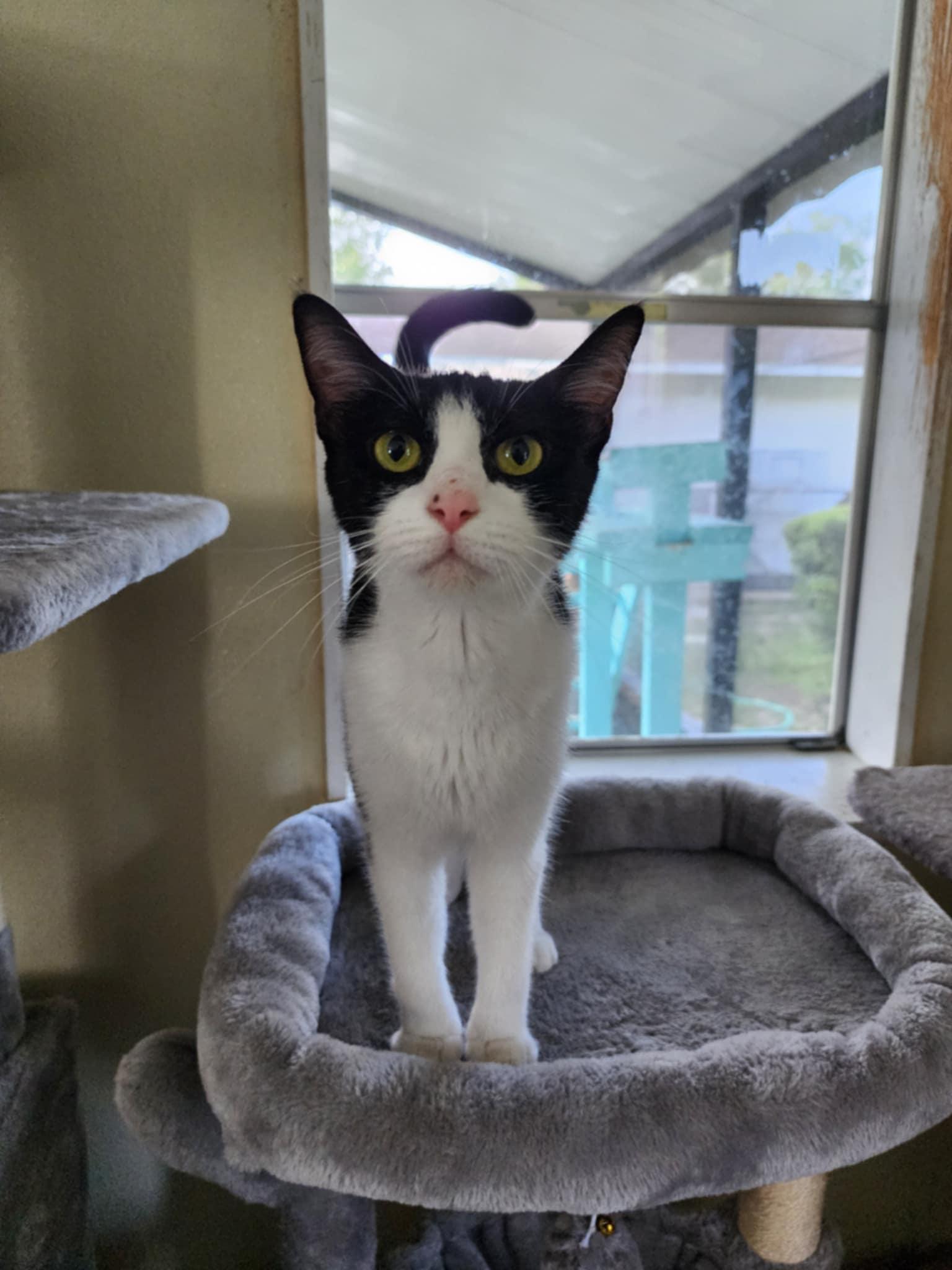 Jane, a ADOPTABLE Domestic Short Hair in Umatilla, FL image 3/5