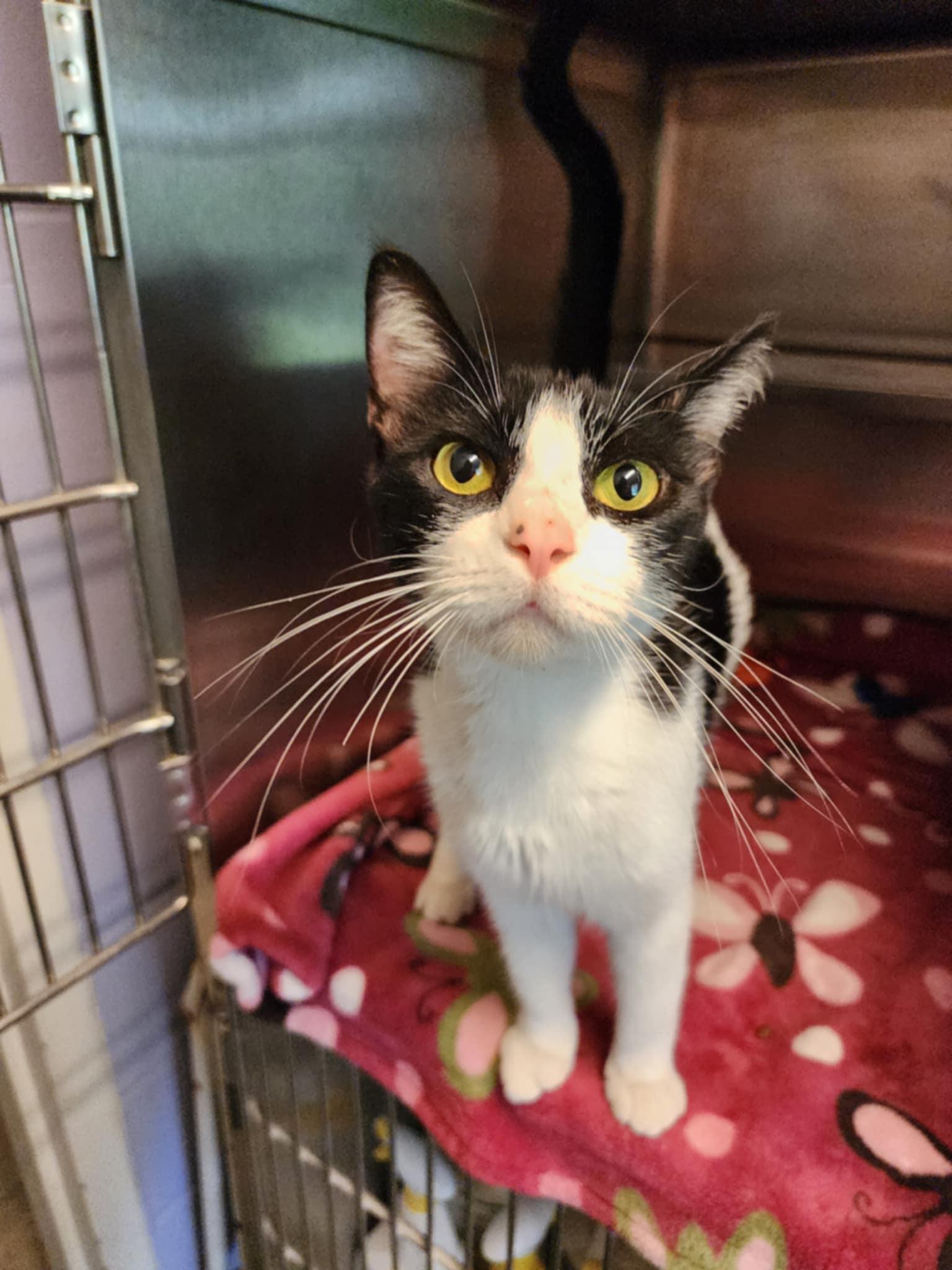 Jane, a ADOPTABLE Domestic Short Hair in Umatilla, FL image 2/5