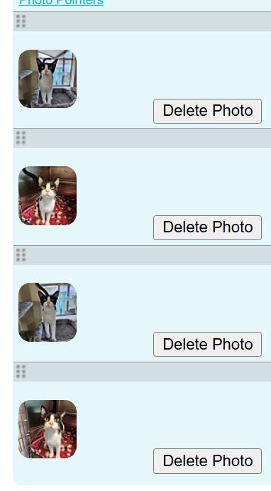 Jane, a ADOPTABLE Domestic Short Hair in Umatilla, FL image 5/5