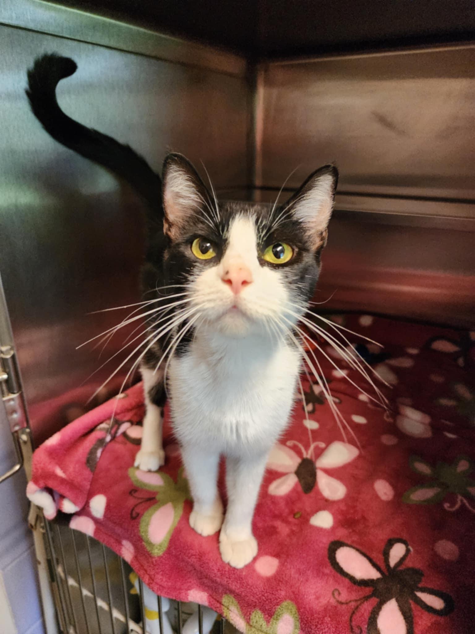 Jane, a ADOPTABLE Domestic Short Hair in Umatilla, FL image 4/5