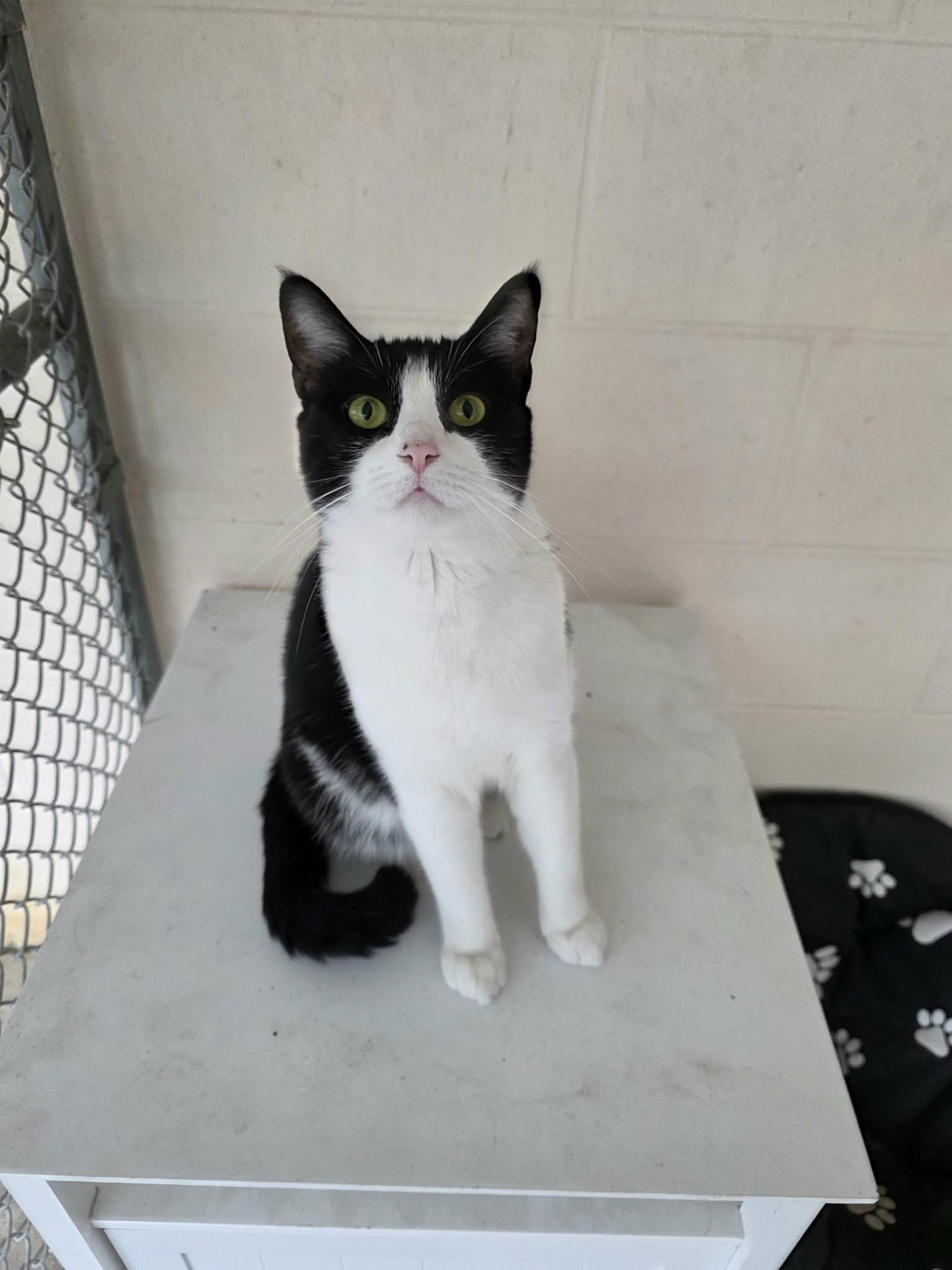 Enlarge Jane, a ADOPTABLE Domestic Short Hair in Umatilla, FL image 5/5