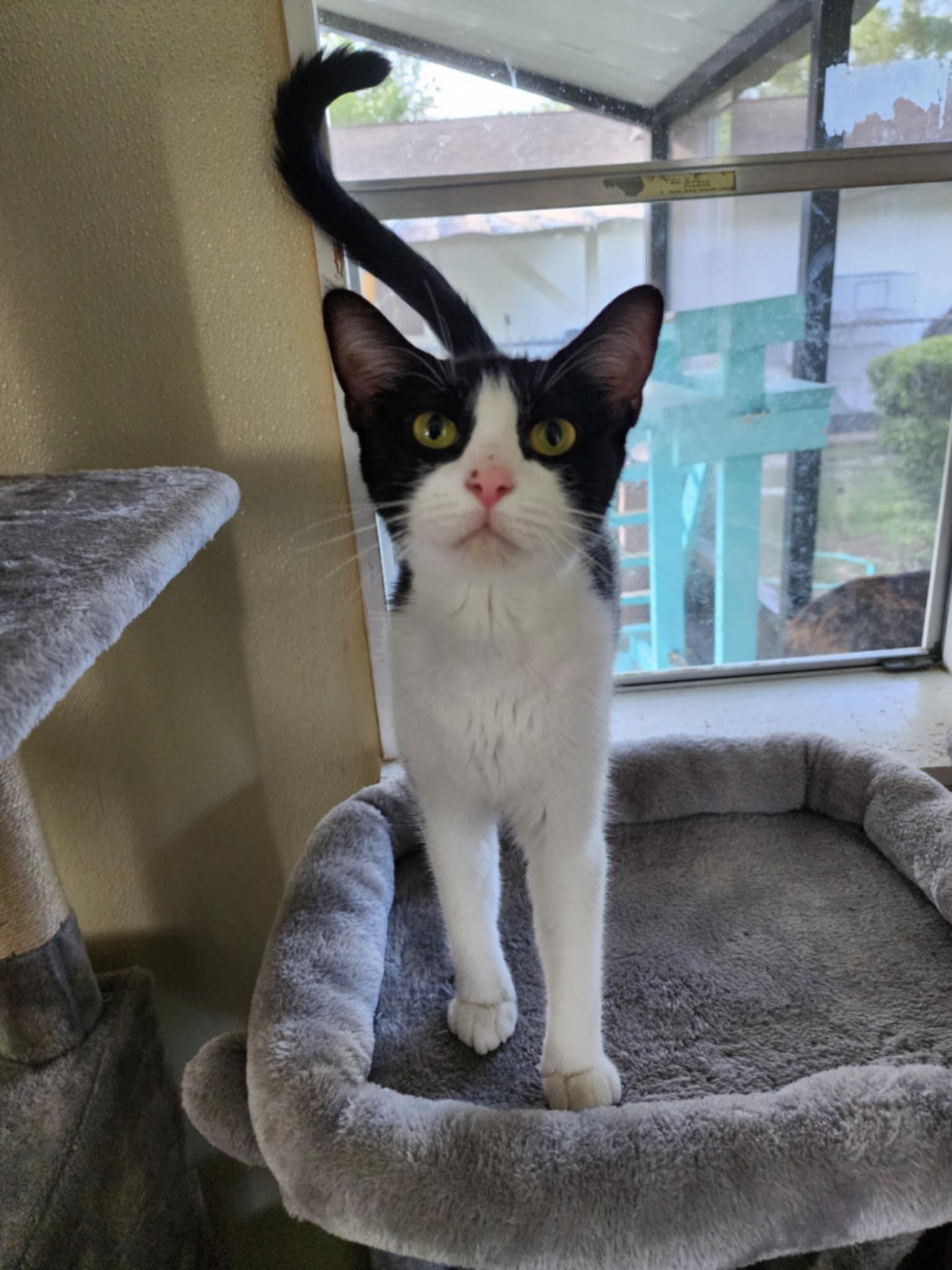 Jane, ADOPTABLE, Adult Female Domestic Short Hair.