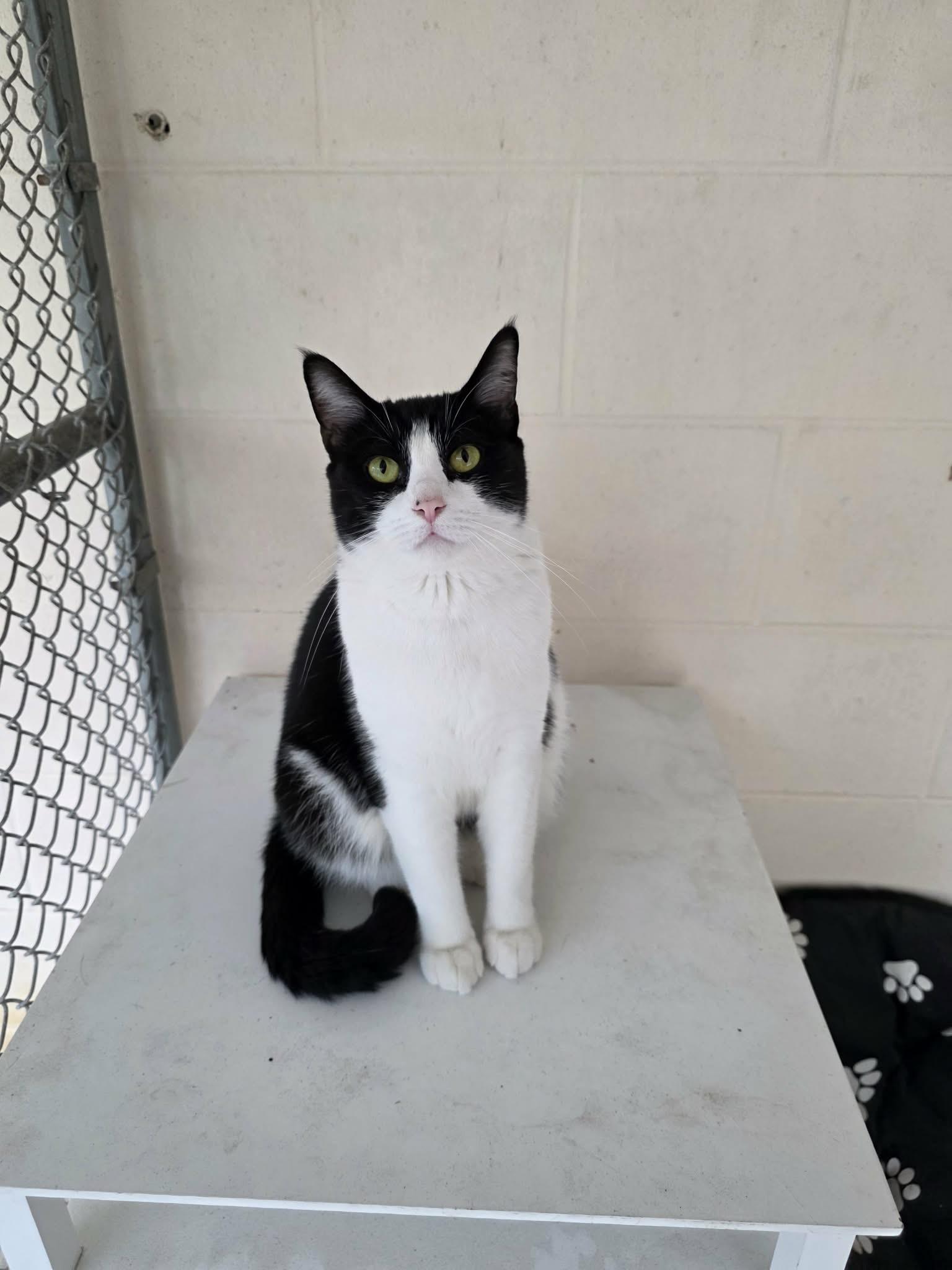 Enlarge Jane, a ADOPTABLE Domestic Short Hair in Umatilla, FL image 2/5