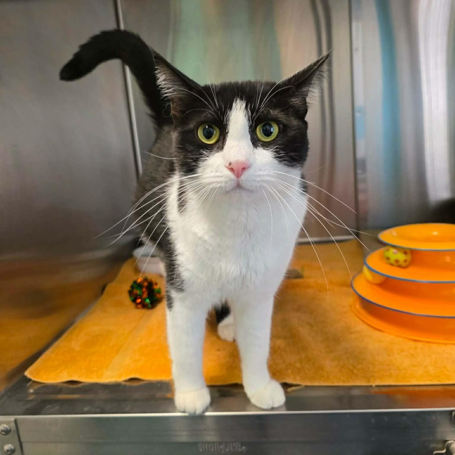 Enlarge Jane, a ADOPTABLE Domestic Short Hair in Umatilla, FL image 1/5