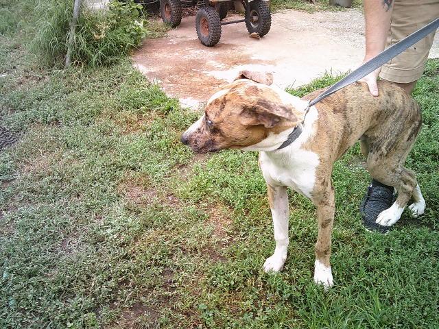 SQUEAKY, a ADOPTABLE Catahoula Leopard Dog in Kellyville, OK image 2/5