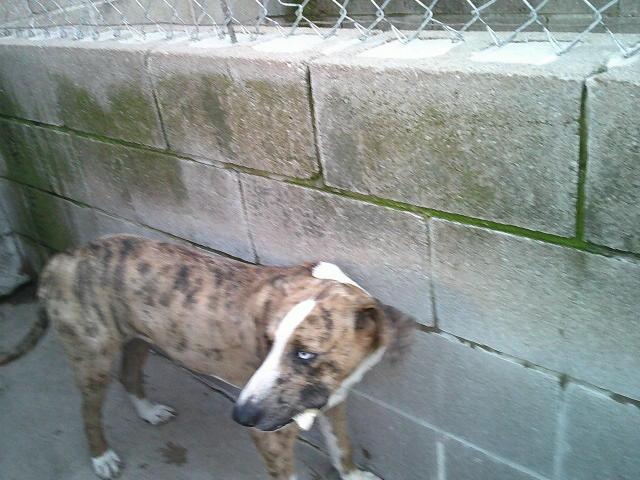 SQUEAKY, a ADOPTABLE Catahoula Leopard Dog in Kellyville, OK image 5/5