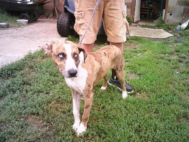 SQUEAKY, ADOPTABLE, Young Male Catahoula Leopard Dog.