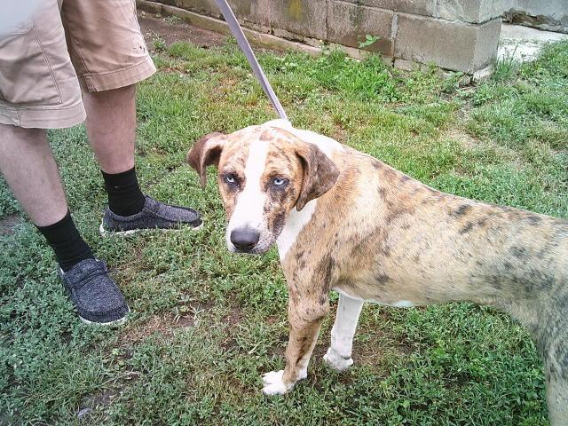 SQUEAKY, a ADOPTABLE Catahoula Leopard Dog in Kellyville, OK image 3/5