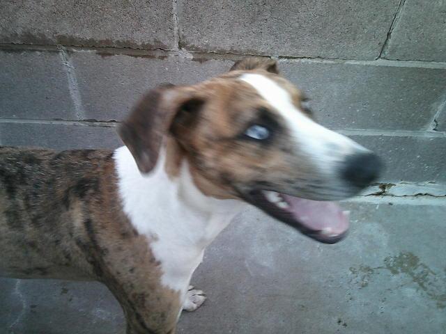 SQUEAKY, a ADOPTABLE Catahoula Leopard Dog in Kellyville, OK image 4/5