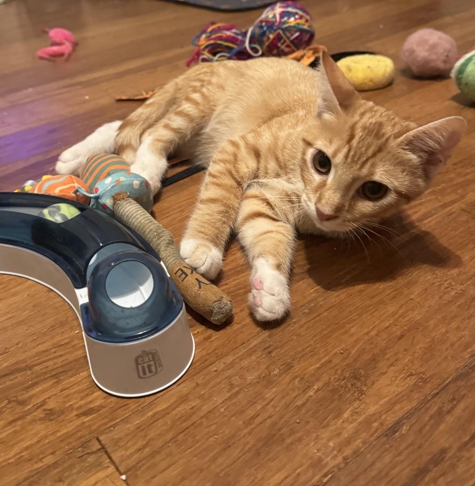 Orville, Adoptable, Kitten Male Domestic Short Hair.
