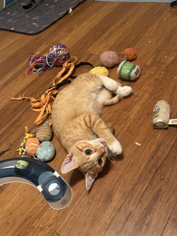 Enlarge Orville, a Adoptable Domestic Short Hair in Henrico, VA image 2/3