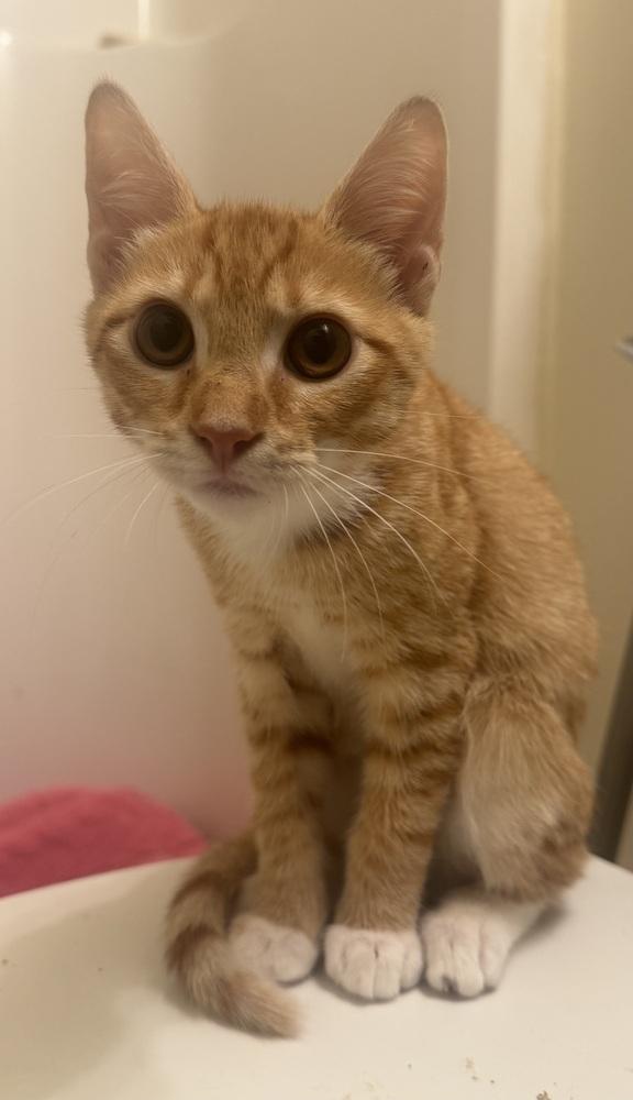 Enlarge Orville, a Adoptable Domestic Short Hair in Henrico, VA image 3/3