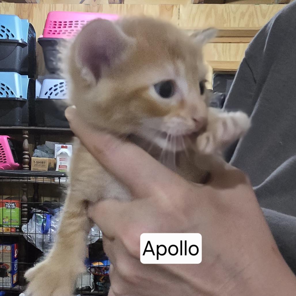 Enlarge Apollo, a Adoptable Domestic Short Hair in Baytown, TX image 1/2