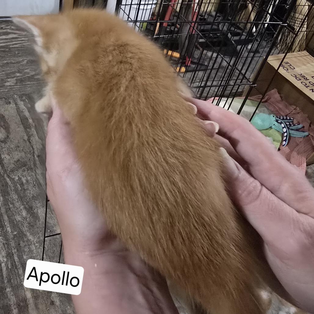Enlarge Apollo, a Adoptable Domestic Short Hair in Baytown, TX image 2/2