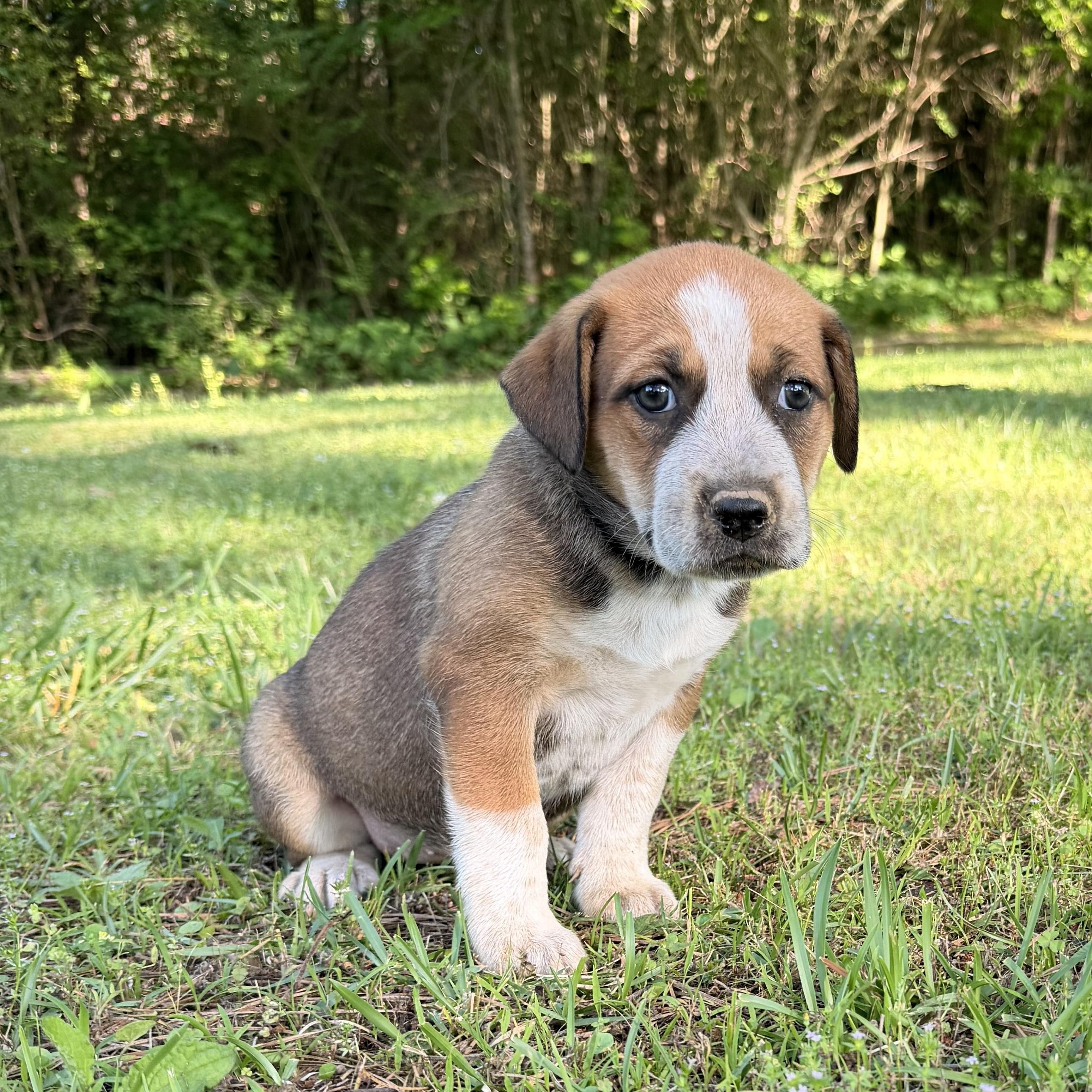 Enlarge Marley, a Adoptable mixed breed in Johnston, RI image 3/6