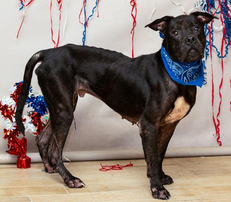 Prime, a Adoptable mixed breed in Sanford, FL image 3/3