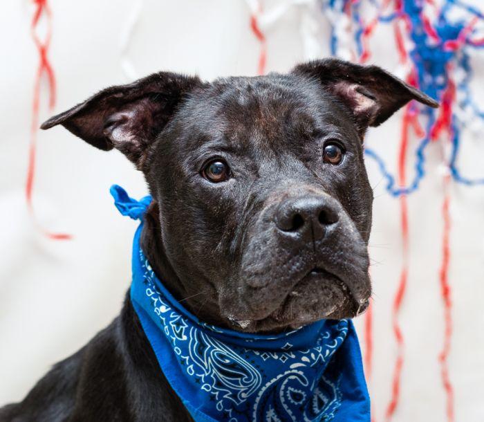 Prime, Adoptable, Adult Male Terrier.