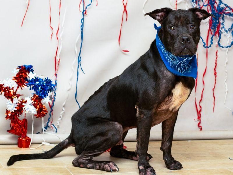 Prime, a Adoptable mixed breed in Sanford, FL image 2/3