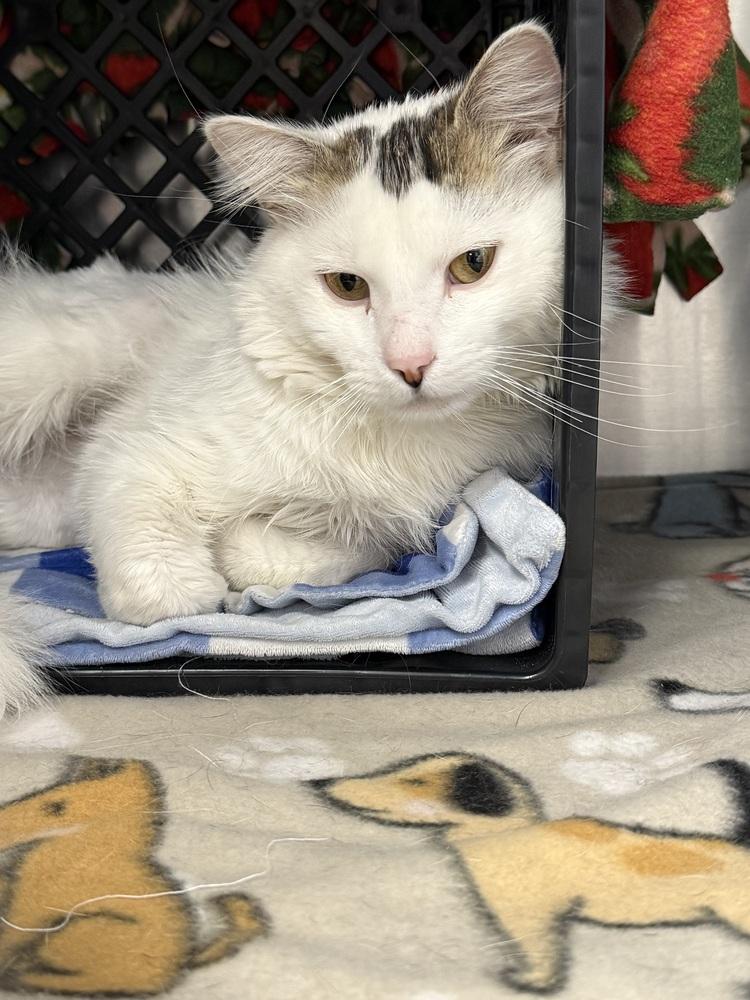 Darwin, a Adoptable mixed breed in Fremont, NE image 3/3