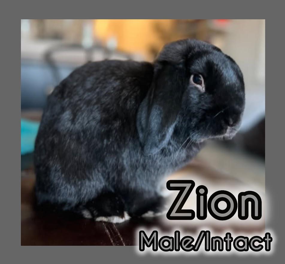 Zion, Adoptable, Adult Male Holland Lop.