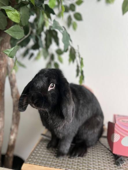 Enlarge Zion, a Adoptable Holland Lop in Idaho Falls, ID image 3/4
