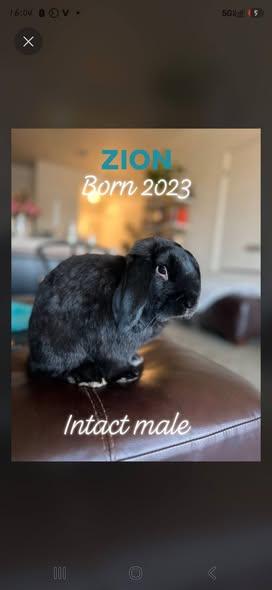 Enlarge Zion, a Adoptable Holland Lop in Idaho Falls, ID image 2/4