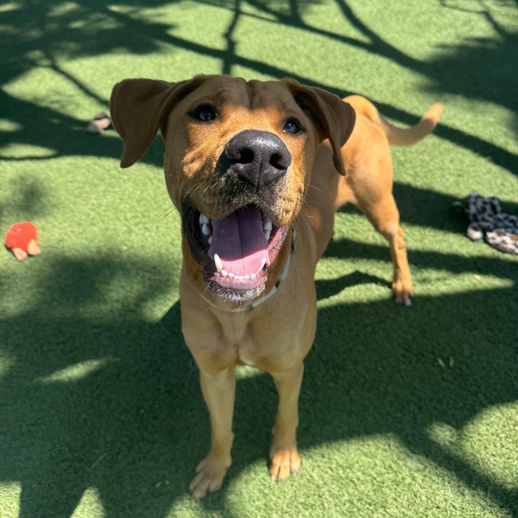 Enlarge Aj, a Adoptable mixed breed in Buellton, CA image 1/6