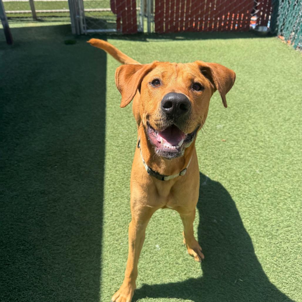 Enlarge Aj, a Adoptable mixed breed in Buellton, CA image 2/6