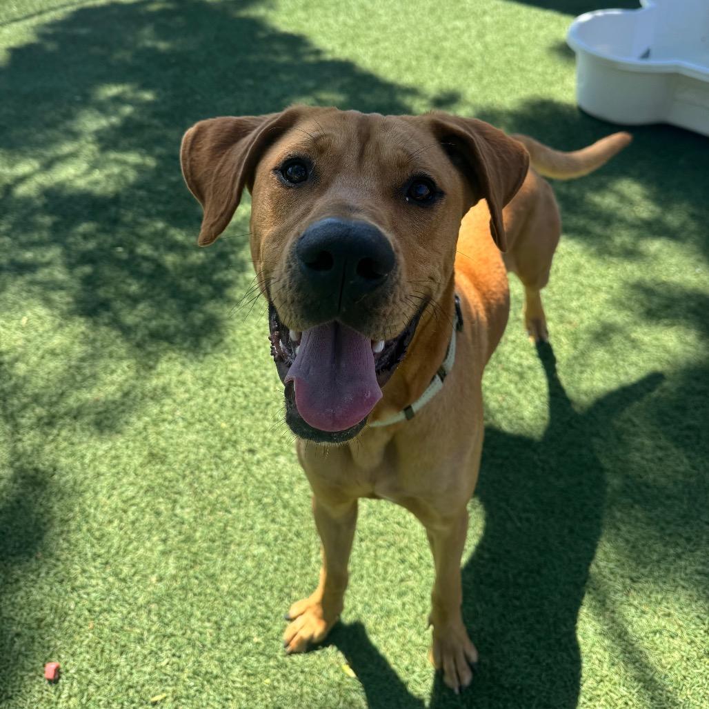 Enlarge Aj, a Adoptable mixed breed in Buellton, CA image 3/6