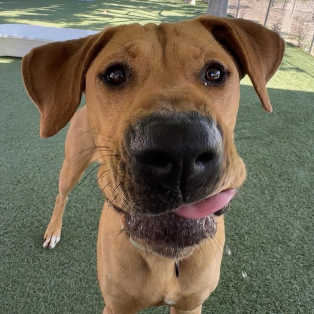 Enlarge Aj, a Adoptable mixed breed in Buellton, CA image 4/6