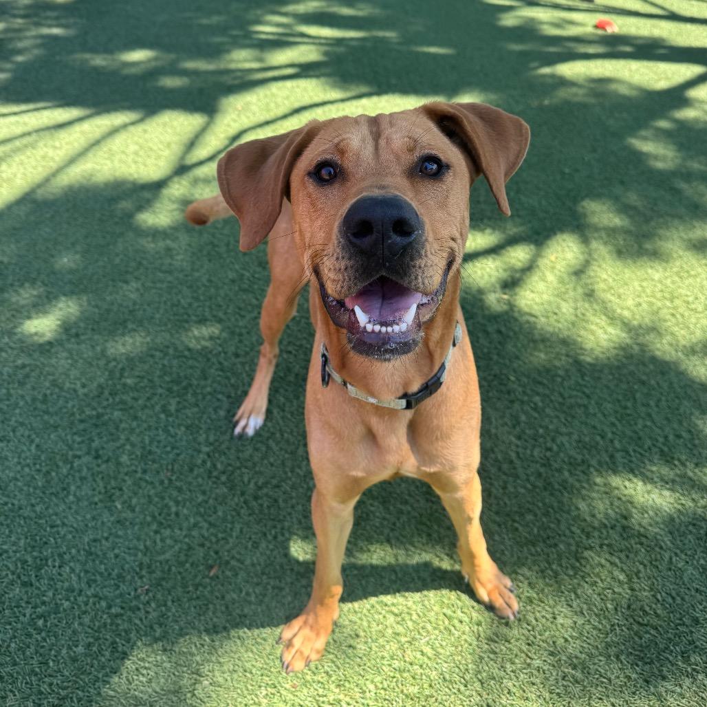 Enlarge Aj, a Adoptable mixed breed in Buellton, CA image 5/6