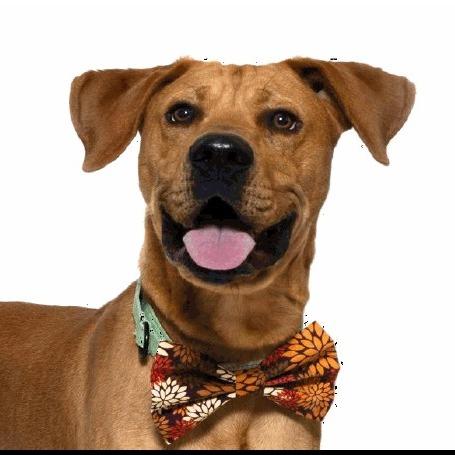 Enlarge Aj, a Adoptable mixed breed in Buellton, CA image 6/6