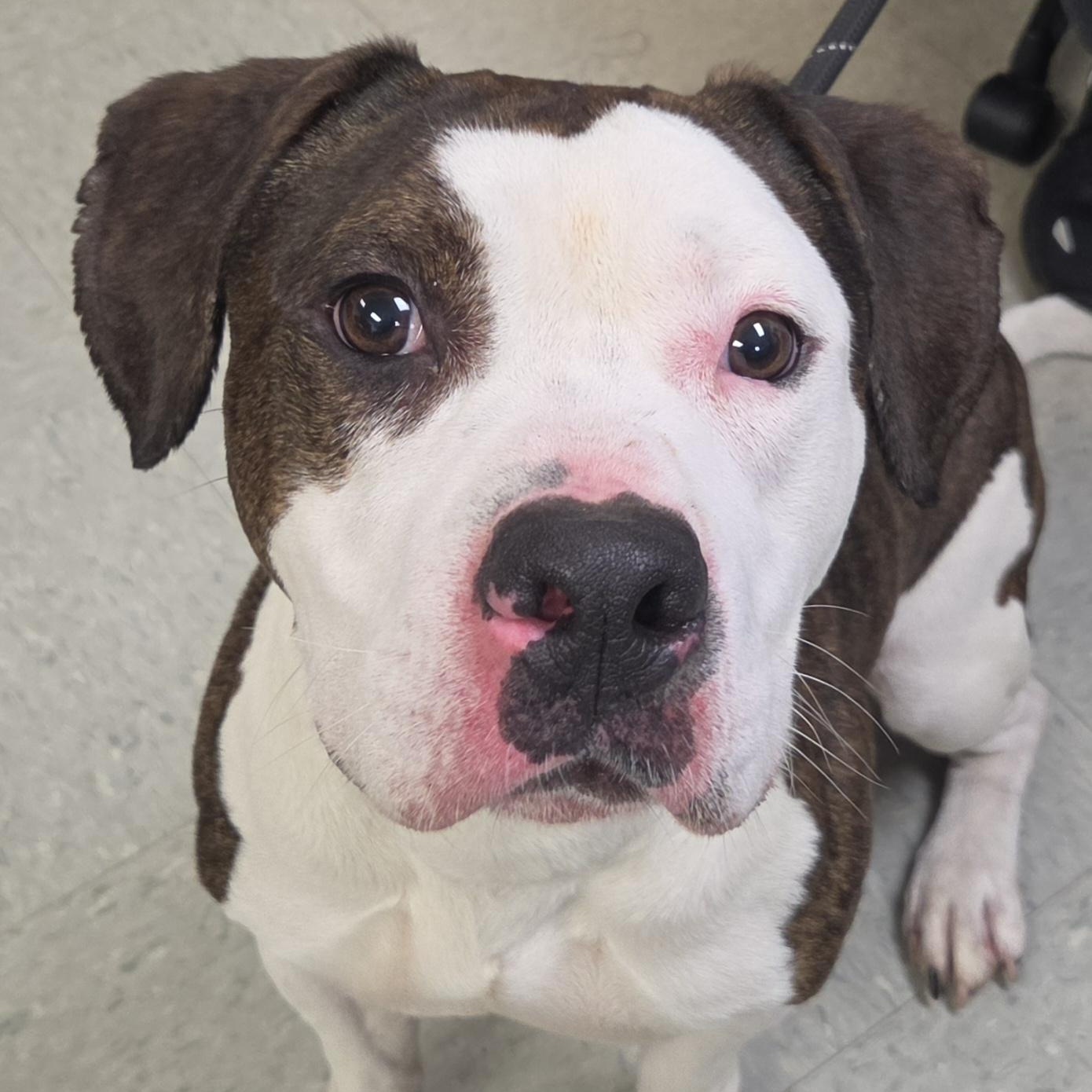 Jasper, ADOPTABLE, Adult Male Pit Bull Terrier.