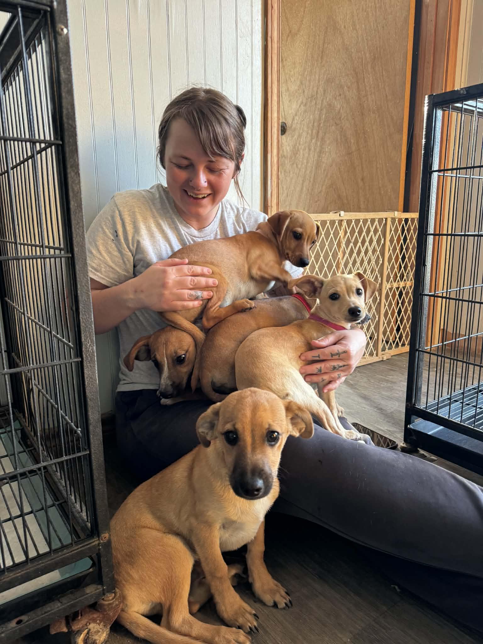 Flower, ADOPTABLE, Puppy Female Dachshund.