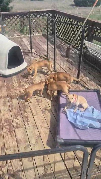 Enlarge Flower, a ADOPTABLE mixed breed in Sanger, TX video 2/5