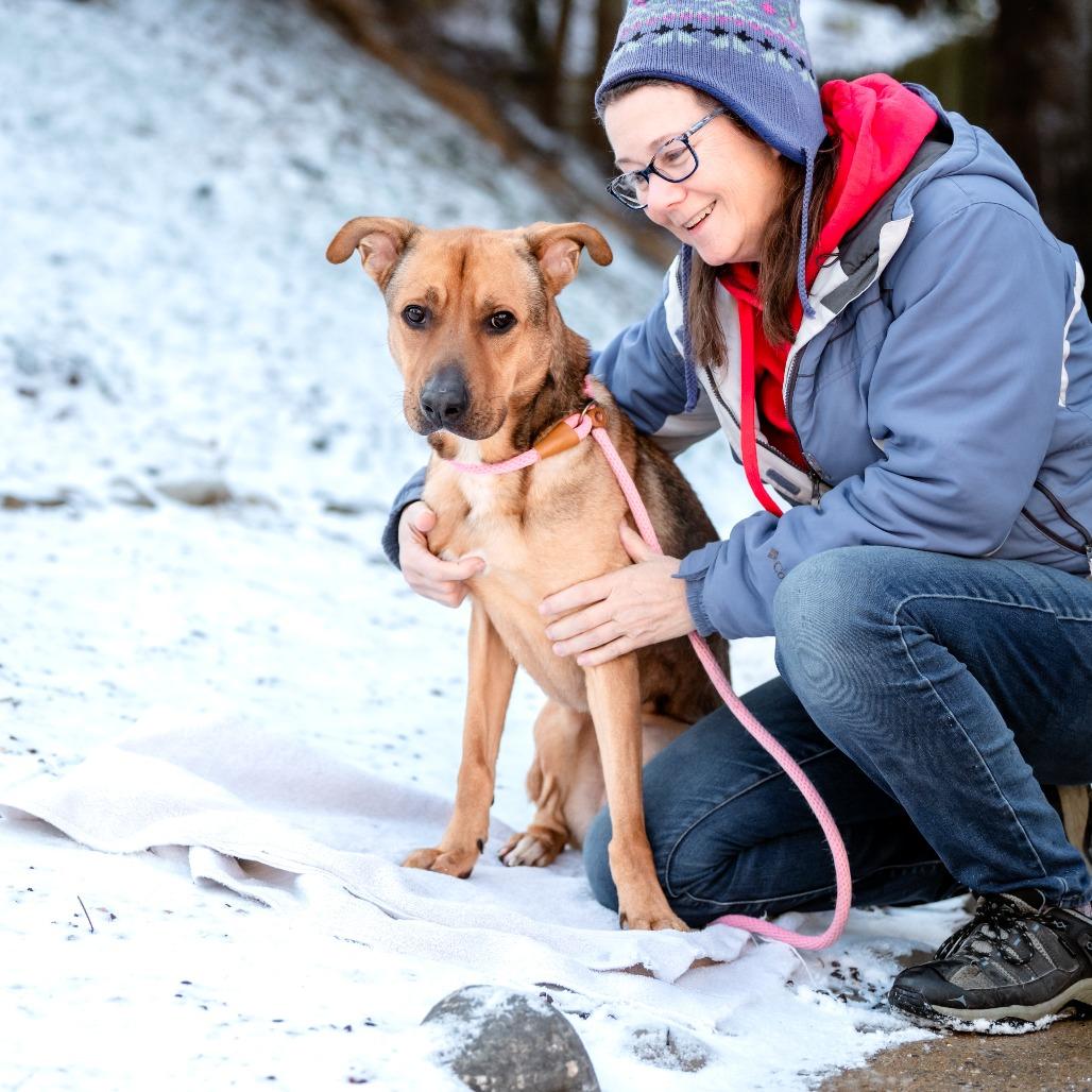Marty McFly, Adoptable, Adult Male Mixed Breed.