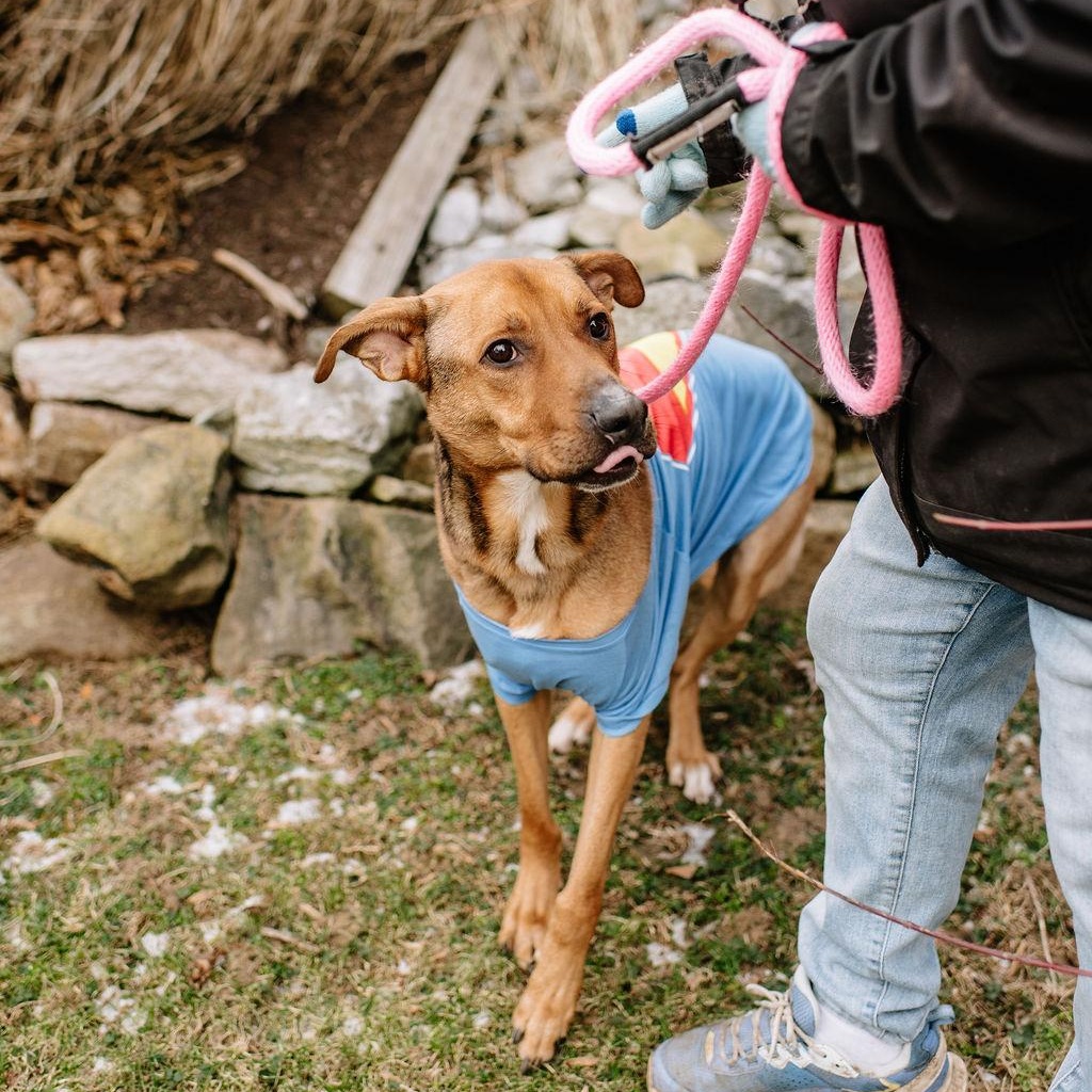 Enlarge Marty McFly, a Adoptable Mixed Breed in Chester Springs, PA image 6/6